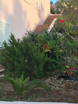 Ein Garten mit verschiedenen Pflanzen und einer Treppe, die zu einem Gebäude führt.