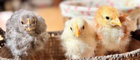 Three chicks in a woven basket.