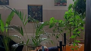 A room with a large orange sofa, several potted plants, a chandelier, and artwork on the walls.