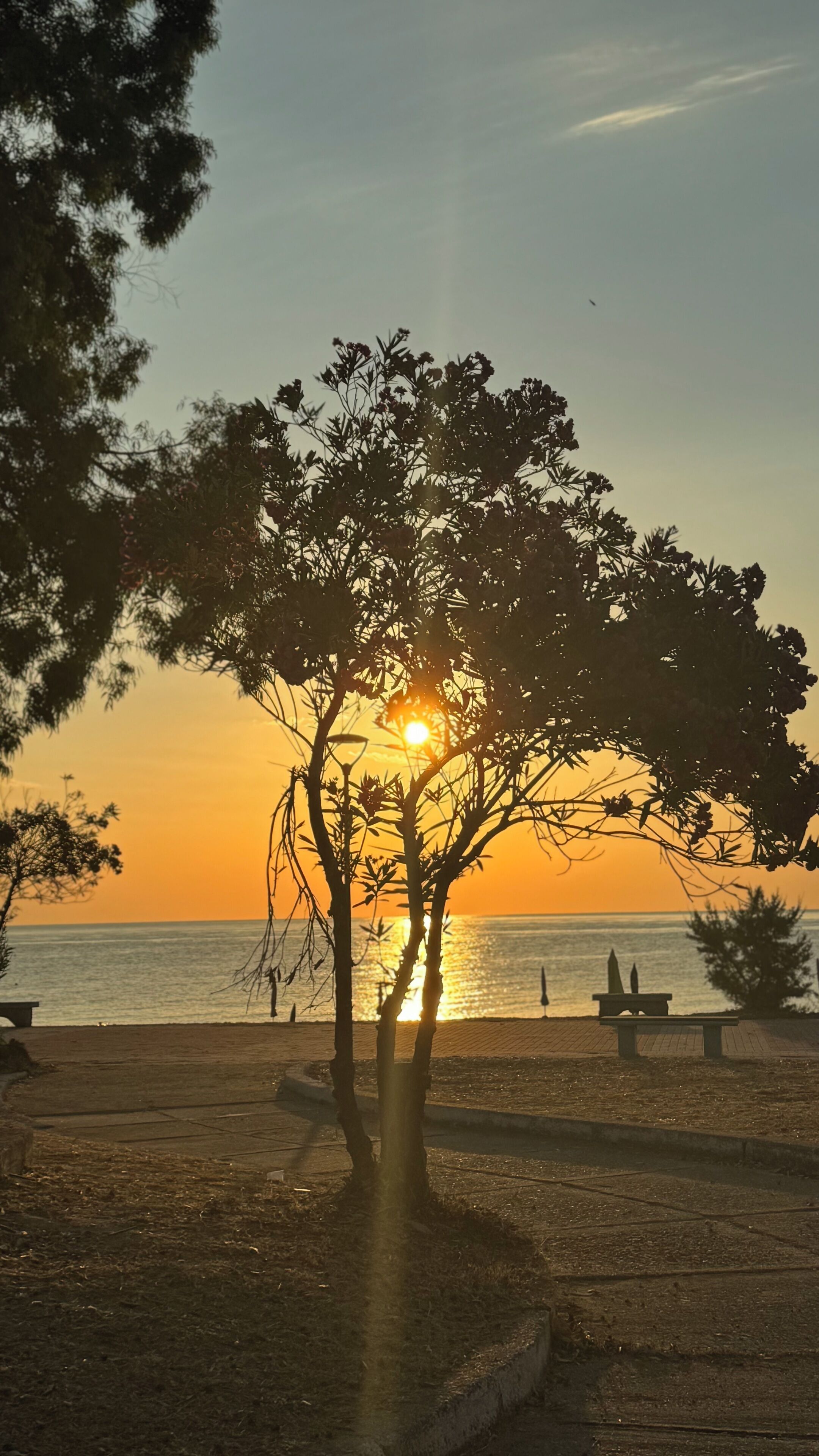 Atardecer sobre una playa con un banco y un árbol en primer plano.