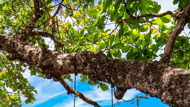 A beach with a swing under a tree, sandy beach, and ocean view. - Luxury Beachfront Resort & Jungle Wildlife (Quebrada)