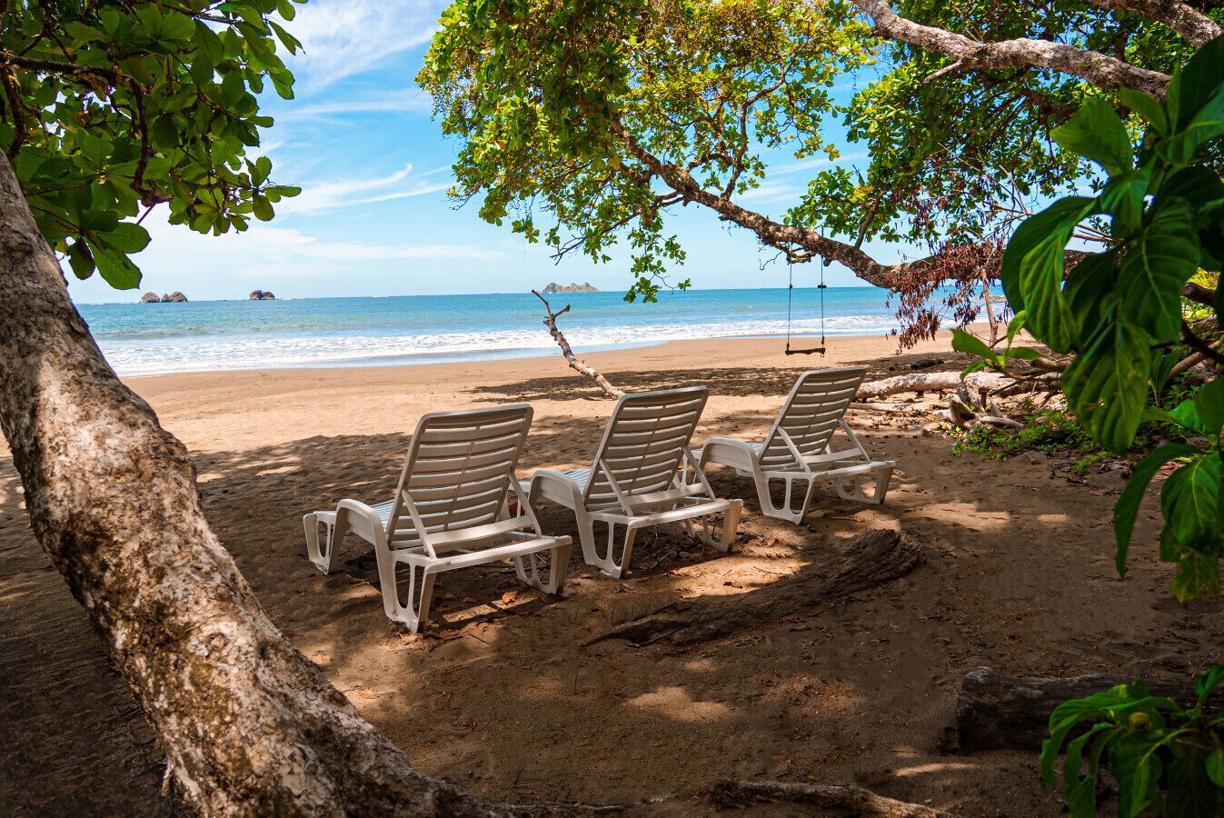 A beach with three sun loungers under a tree, a sandy beach, and the ocean in the background.
