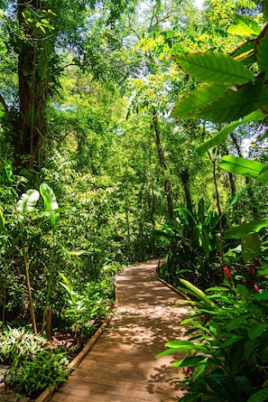 Un camí de fusta que serpenteja per un jardí exuberant, ple de vegetació i arbres.