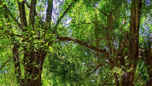 A pathway surrounded by large trees with thick trunks and dense foliage. - Luxury Beachfront Resort & Jungle Wildlife (Quebrada)