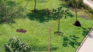 A landscaped area with trees, a paved walkway, and a building in the background. - APARTMENT IN PIURA WITH PARK VIEW (Piura)