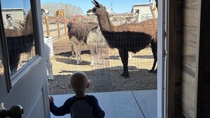 Un enfant se tient à l’entrée d’une porte, avec des lamas en arrière-plan.