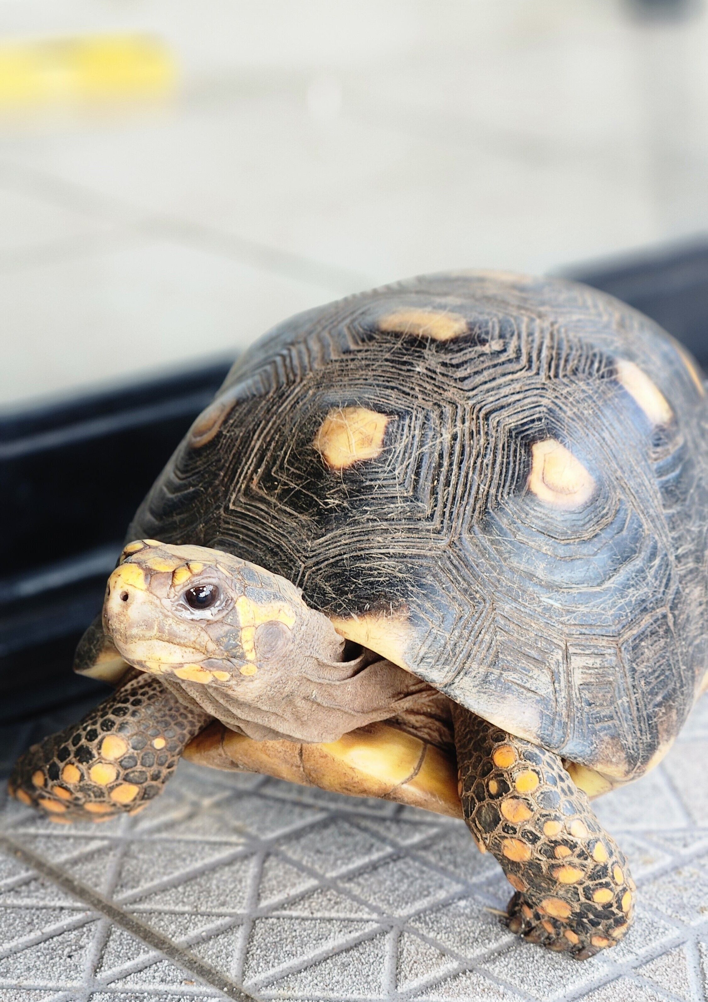 A tortoise on a textured surface.