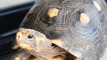 A tortoise on a textured surface.