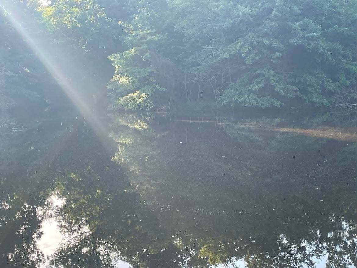 Un cuerpo de agua tranquilo rodeado de árboles densos.