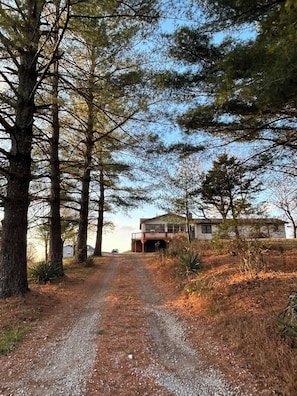 A gravel path leading to a house surrounded by tall pine trees.