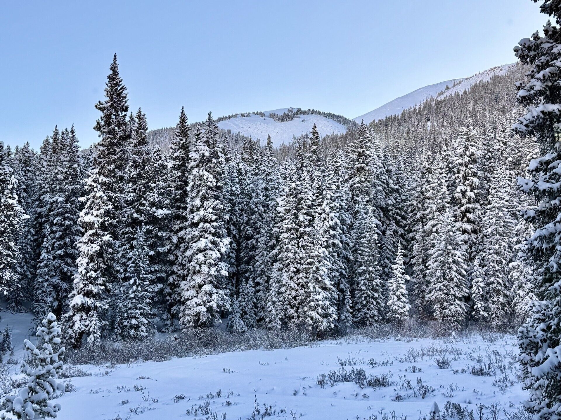 A snowy forest with dense evergreen trees and a clear sky.