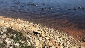 Uklassifisert bilde, 5 av 44, knapp