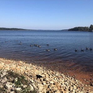 A lake with ducks swimming, surrounded by a rocky shoreline. - Lakehouse Retreat with dock, paddle boat, hot tub, canoe & kayaks! Lake Hartwell (Anderson)