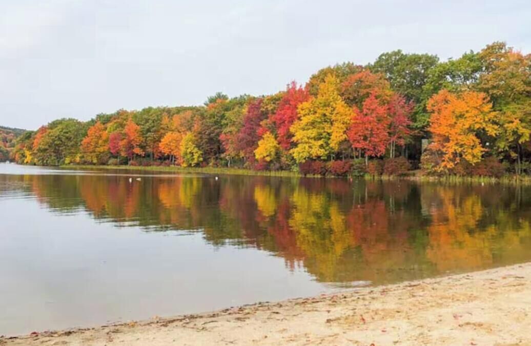 Un lago tranquilo con orilla arenosa y un bosque de árboles con colores otoñales al fondo.
