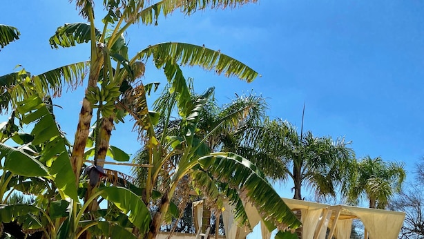 Un área de descanso junto a la playa con sillas reclinables blancas, una palmera y una estructura de madera con una escalera.