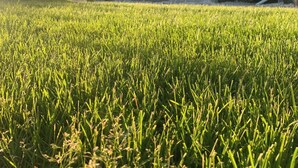 A modern two-story house with a well-maintained lawn in the foreground. - Room-haven in the Prairies Full 2BR (Winnipeg)