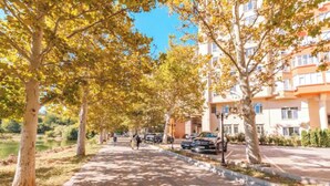 Una strada alberata con auto parcheggiate e un edificio con balconi.