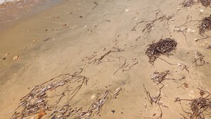 Een zandstrand met kalme golven, wier en verspreid afval.