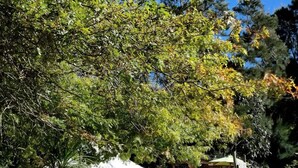 A tented camping area with a wooden structure and a tree in the background. - Luxury Hillside Glamping with Outdoor Kitchen near Waiheke Island, New Zealand (Auckland)