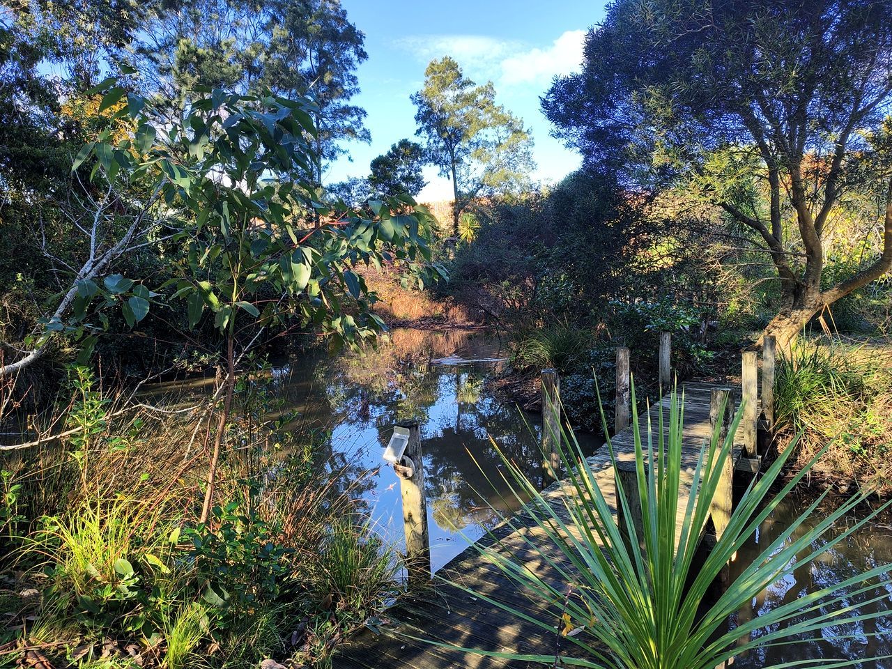 A natural landscape with a wooden bridge over a pond, surrounded by trees and vegetation.