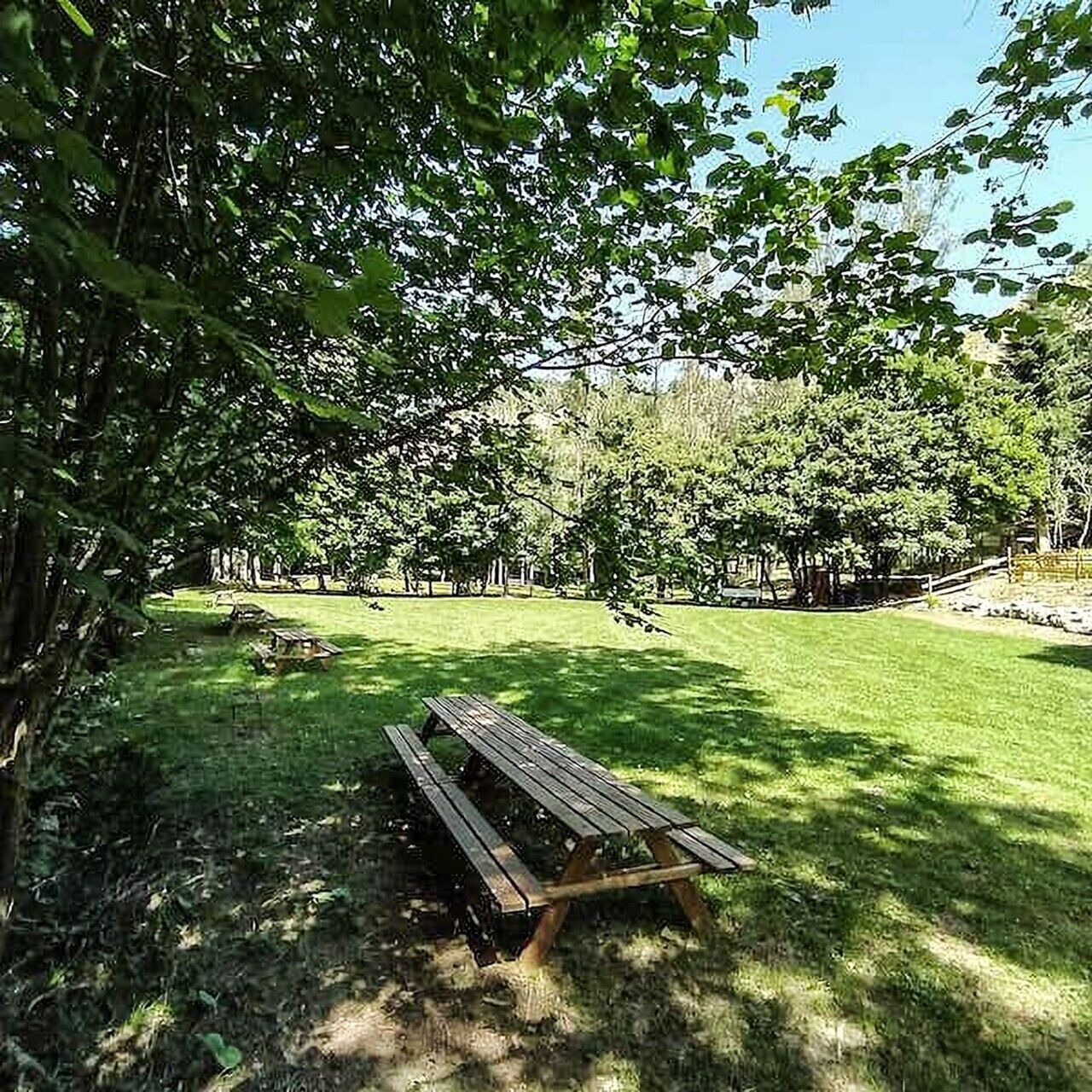 Une table de pique-nique se trouve dans un espace verdoyant, avec des arbres et une clôture en arrière-plan.