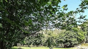 A picnic table in a grassy area with trees and a fence in the background. - Liana's home in Letino (Letino)