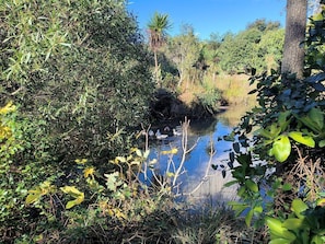 A natural landscape with dense foliage, a small water body, and a clear sky.