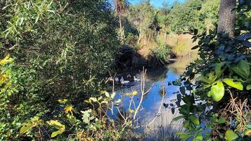 A natural landscape with dense foliage, a small water body, and a clear sky.