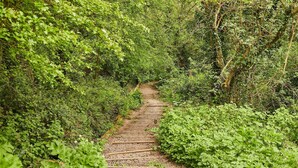Un sendero estrecho de grava rodeado de abundante vegetación.