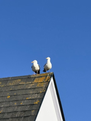 Two seagulls perched on a roof with a clear blue sky in the background.