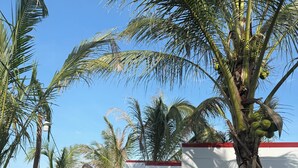 Uma fileira de edifícios brancos com uma palmeira em primeiro plano.