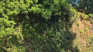 Een tuin met verschillende planten, waaronder rozen, en een bakstenen muur op de achtergrond.
