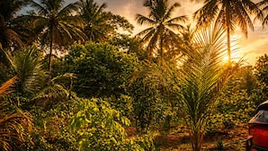 A natural landscape with palm trees and dense foliage. - Tremendous 3-bedroom villa in pleasant Hosur getaway (Denkanikottai)