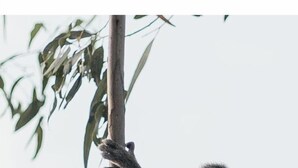 Ein Koala klammert sich an einen Ast.