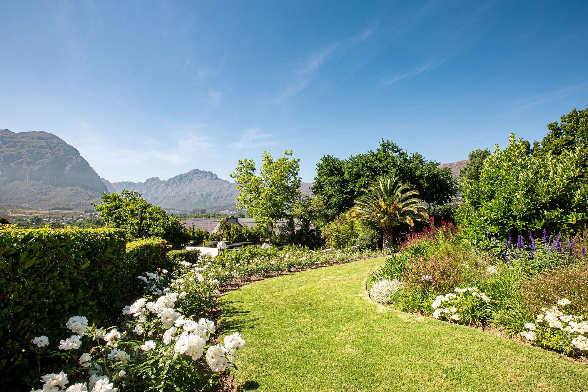 A landscaped garden with a curved pathway, various plants, and a mountain in the background.