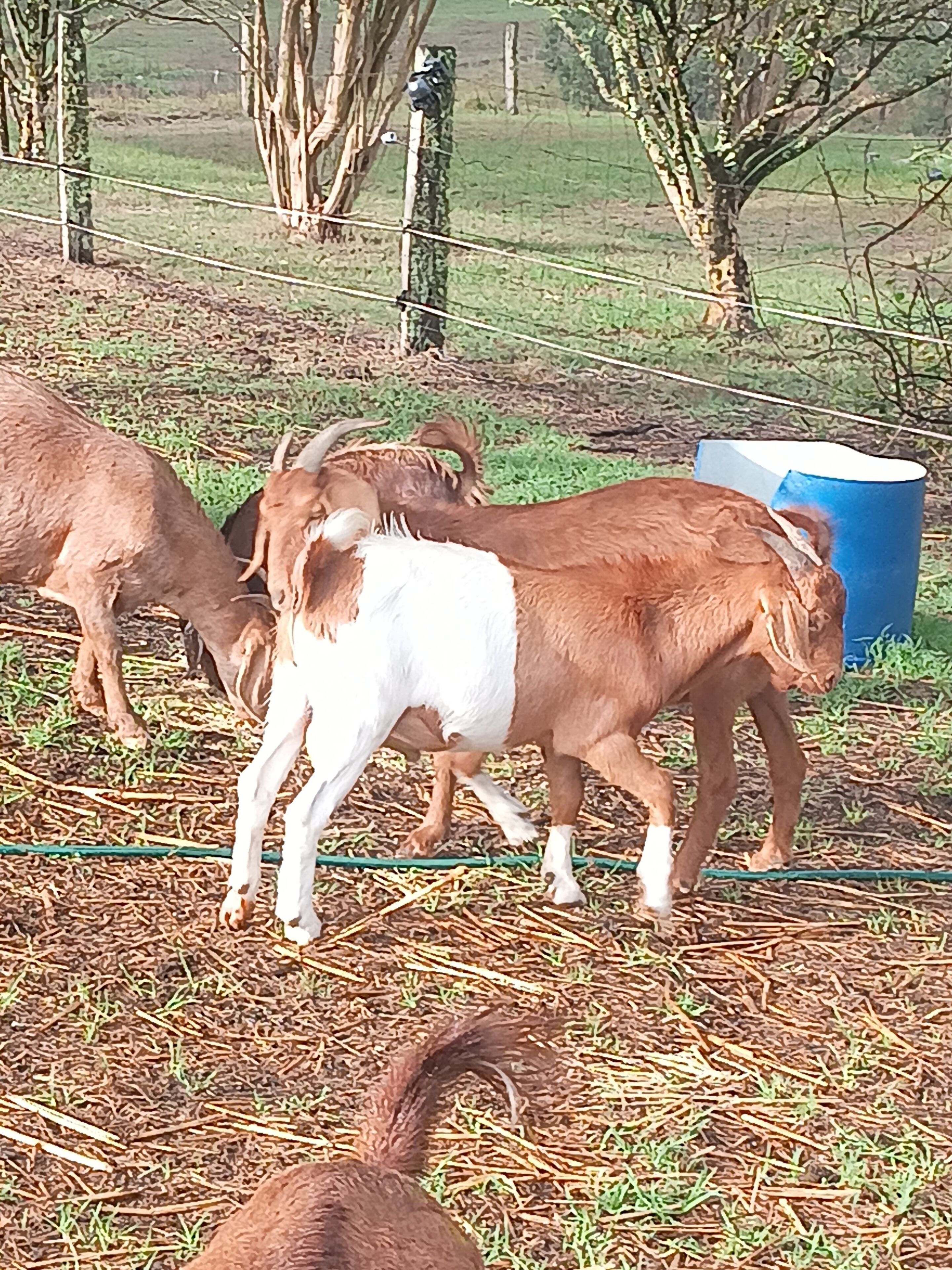 Miscellaneous