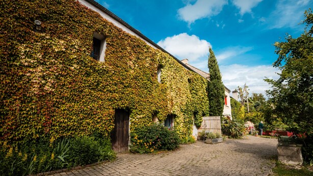 A building covered with ivy, a cobblestone pathway, and a clear blue sky.