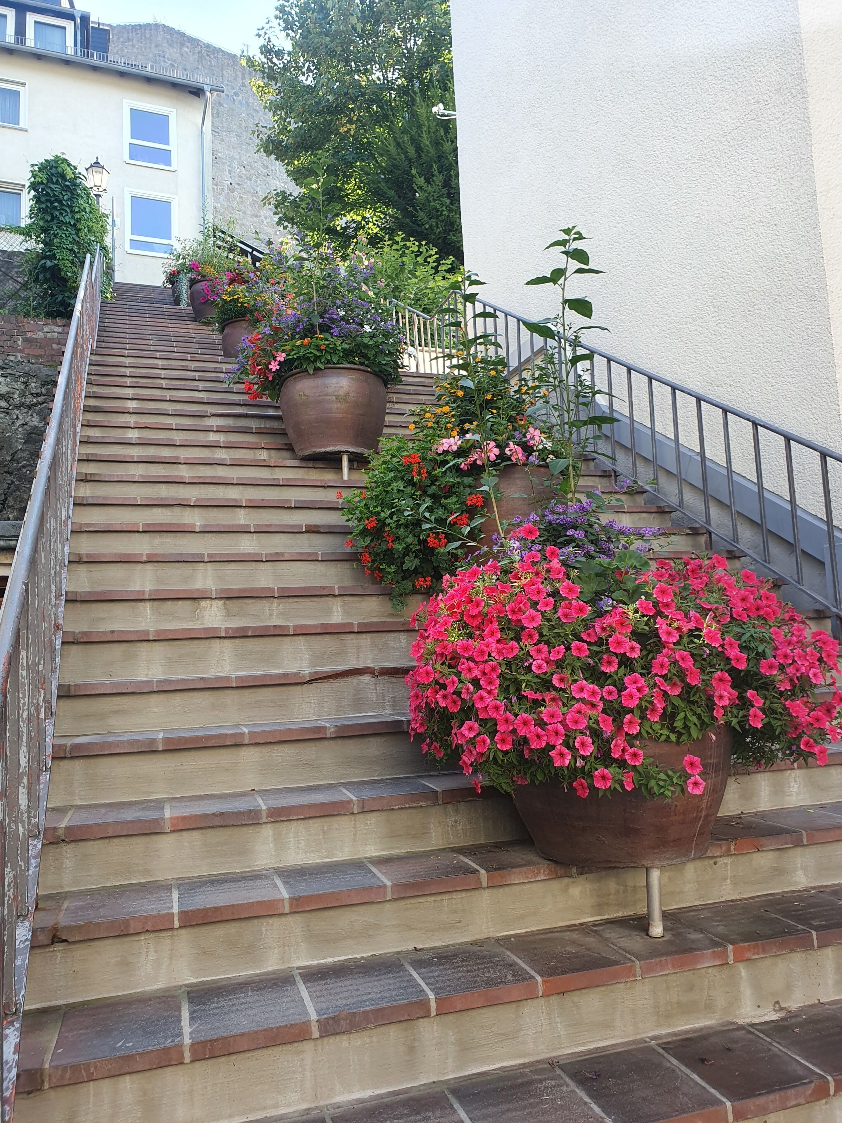 A staircase with multiple steps, potted plants, and a railing.