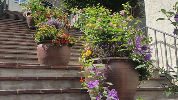 Un conjunto de escalones exteriores con macetas y flores.
