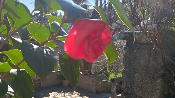 Ein Garten mit roten Blüten, grünen Blättern und einem Kiesweg.
