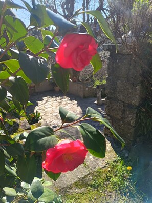 Ein Garten mit roten Blüten, grünen Blättern und einem Kiesweg.