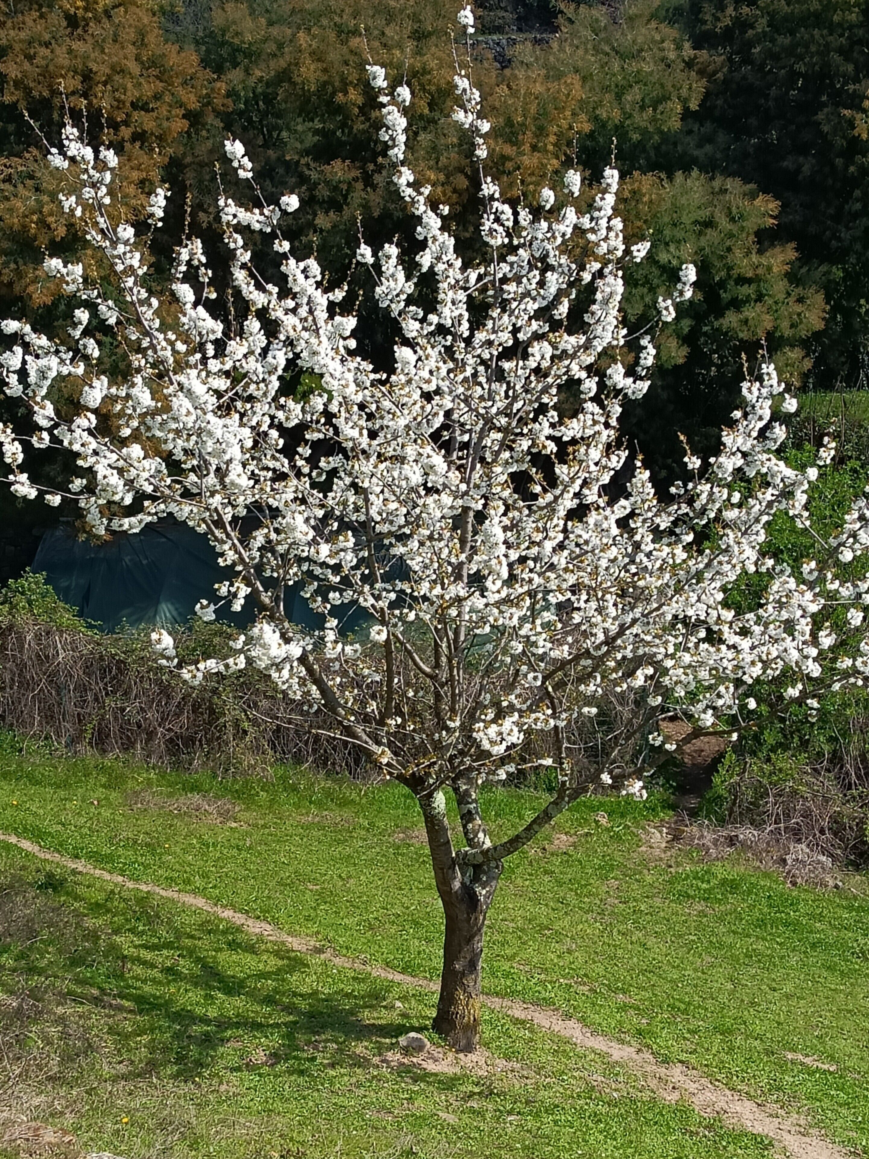 A tree with white blossoms in a grassy area.