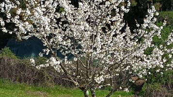 A tree with white blossoms in a grassy area.