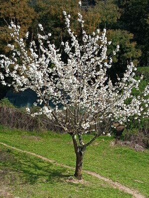 A tree with white blossoms in a grassy area. - Cottage 'Du Mas St Esprit' with Shared Pool, Wi-Fi and Air Conditioning (Largentière)