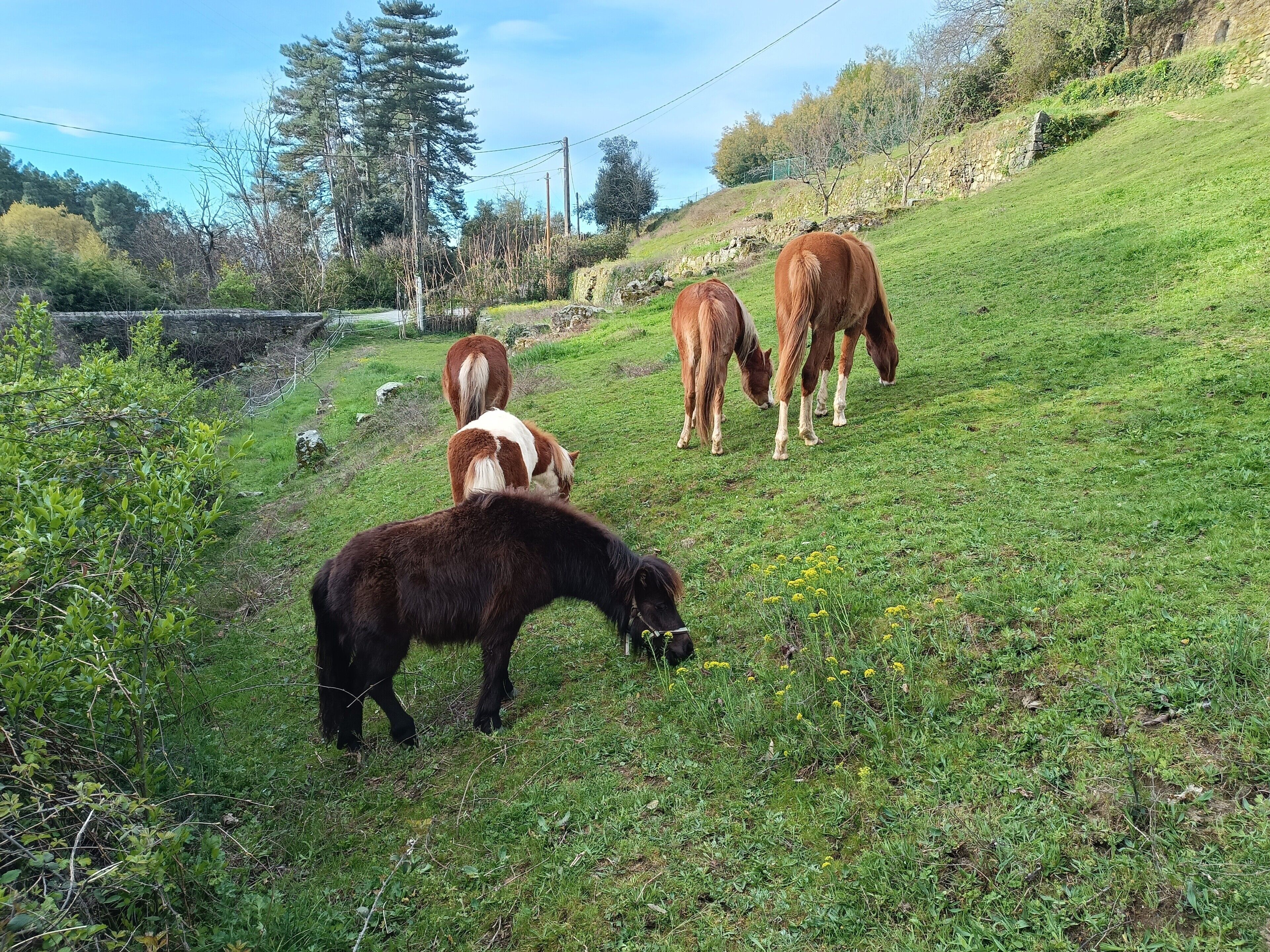 Ein grasbewachsener Hügel mit weidenden Pferden.