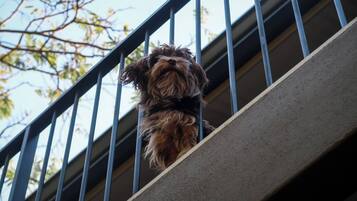 Un cane su una ringhiera di un balcone.