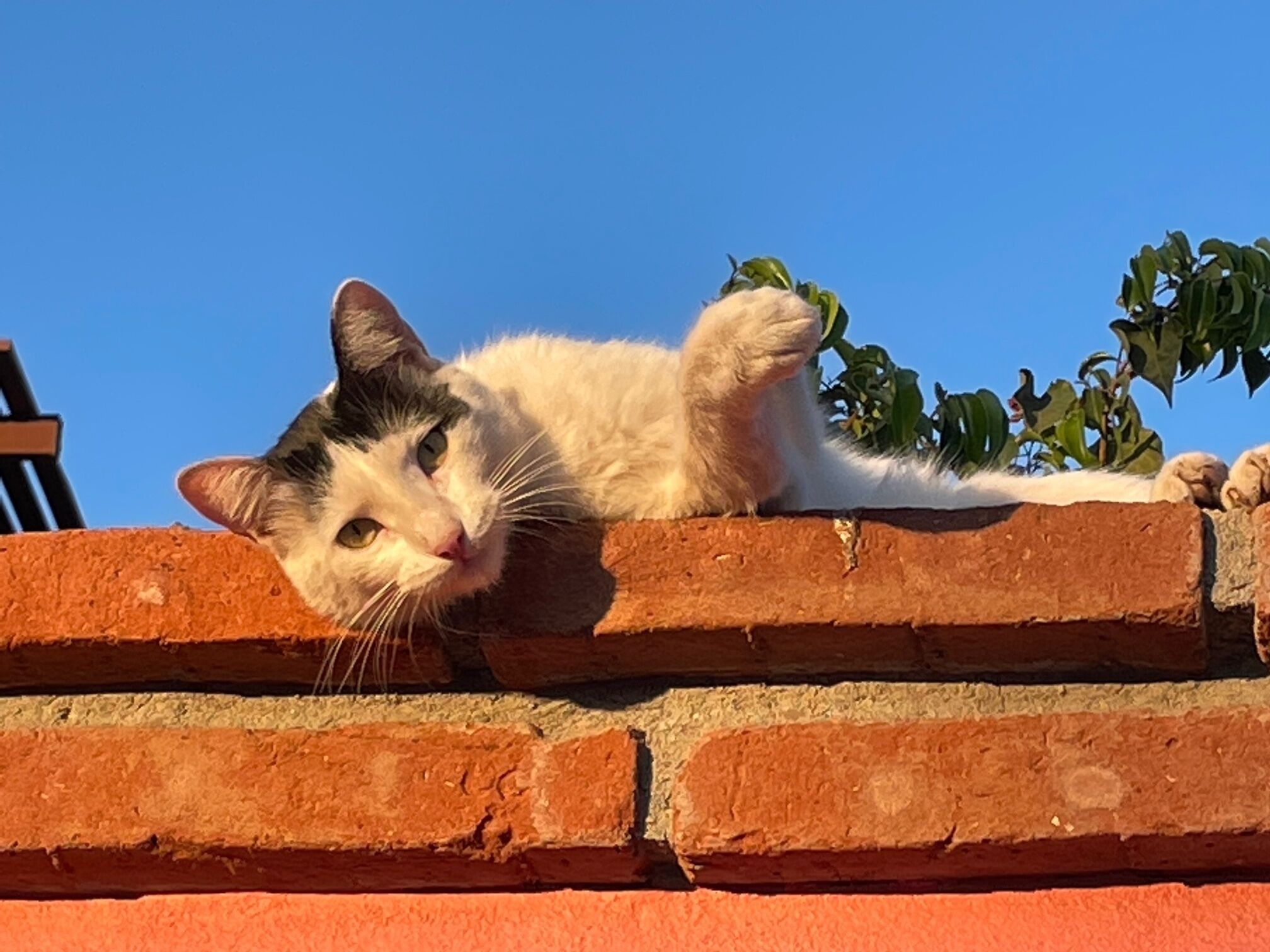Un gato descansando sobre un muro de ladrillo.