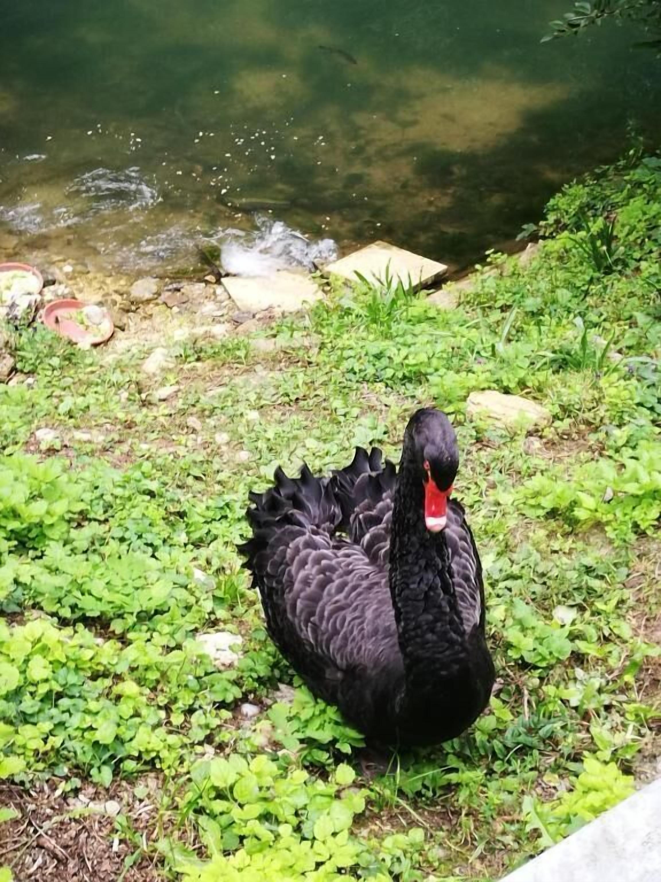 A black swan standing on a grassy area near a body of water.
