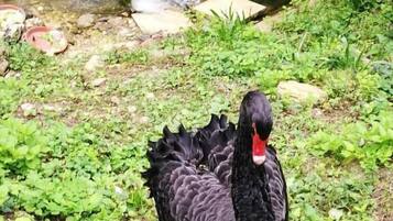 A black swan standing on a grassy area near a body of water.