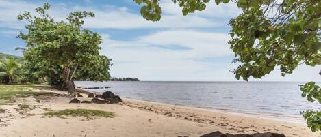 Een strand met een grote boom, een zandstrand en rustig water.